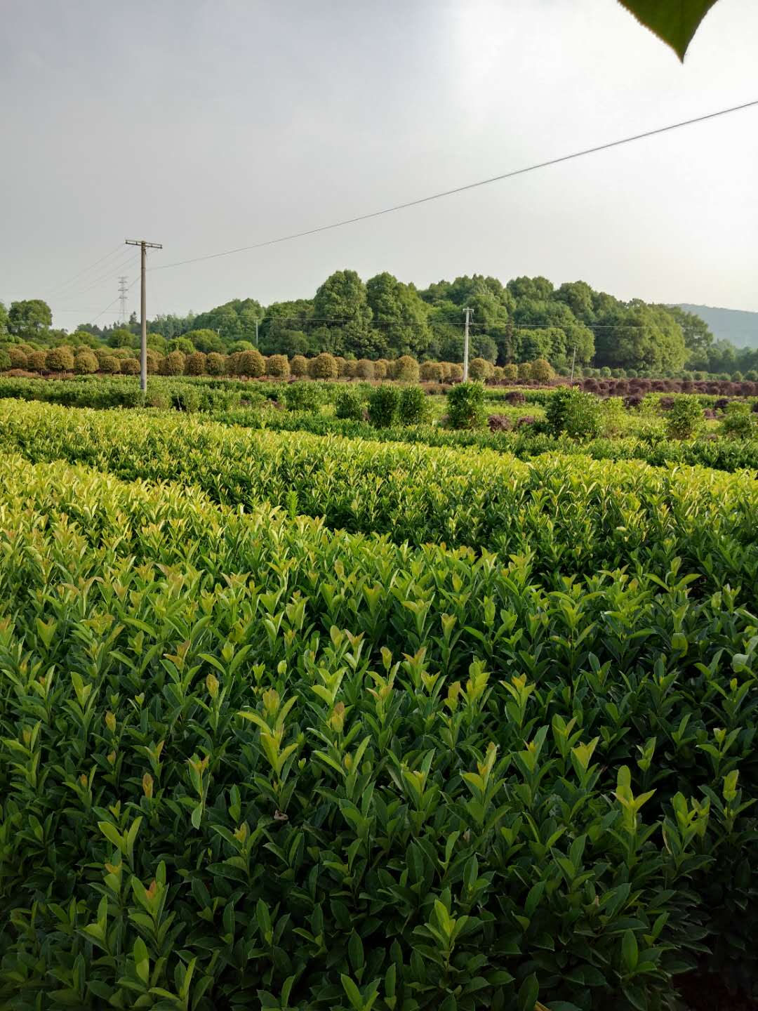 法國冬青的介紹